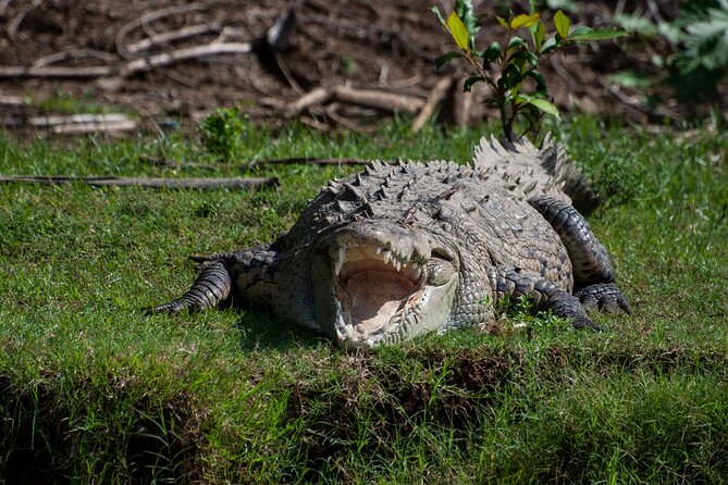 Wildlife Odyssey: Hike in Carara Park & Tarcoles River Adventure - Traveler Feedback