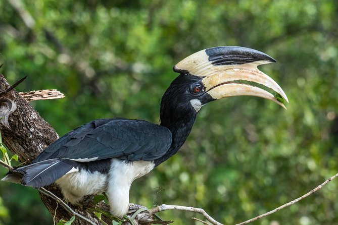 Wilpattu National Park Jeep Safari From Wilpattu - Meeting and Pickup Details