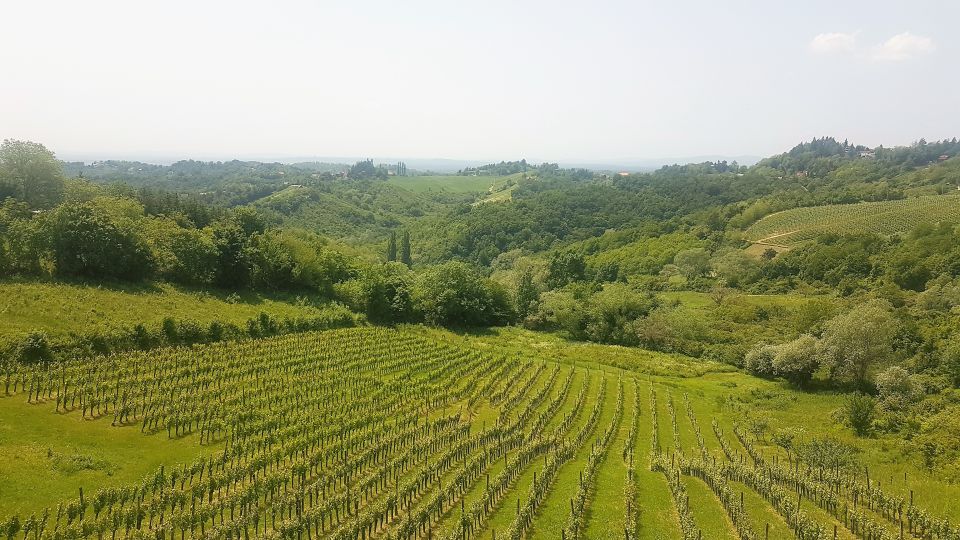 Wine & Food Tour of PlešIvica Near Zagreb - Experience Highlights