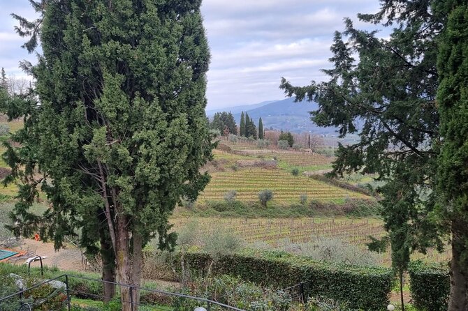 Wine Tasting in TWO Family Wineries Around Florence - Traveler Reviews and Ratings
