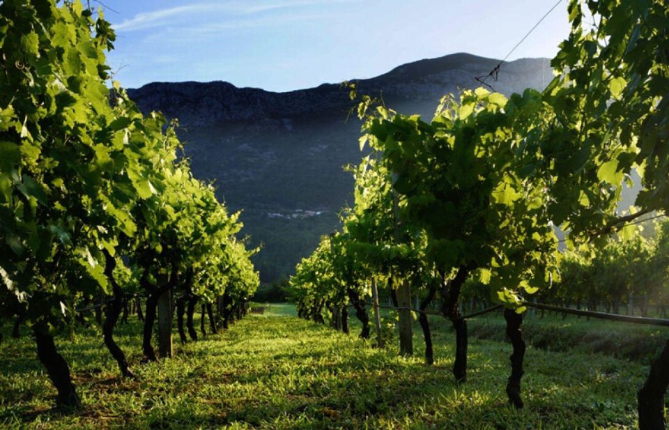 Wine Tasting on Peninsula PelješAc Wine Tour From Dubrovnik - Itinerary Overview