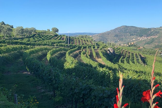 Winery Tour and Wine Tasting Quinta Da Portela De Baixo in Lamego - Wine Tasting Experience