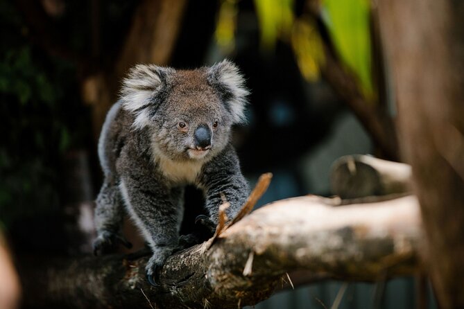 Wings Wildlife Park Tour With Burnie Attractions Bus - Meeting Point Details