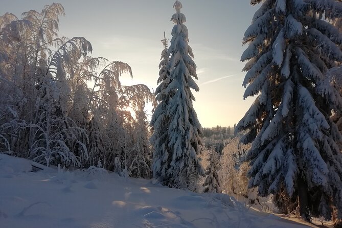 Winter Forest Ride With Snow Sledge in Finland - Enjoy the Magical Forest Scenery