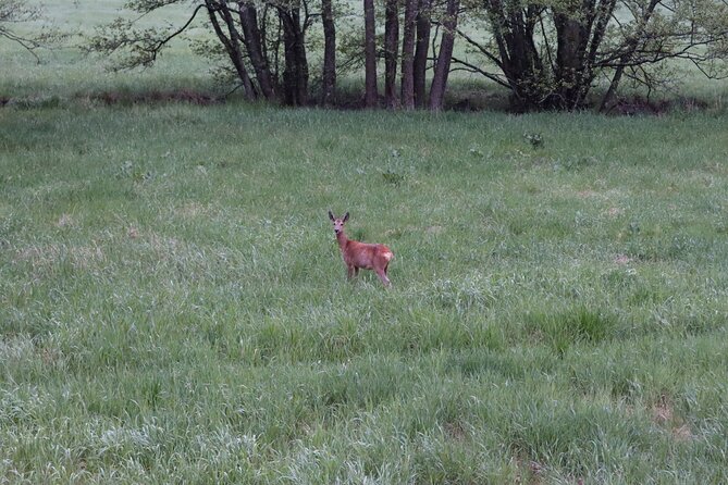 Wolf and Wildlife Tracking in Sweden - Participant Expectations