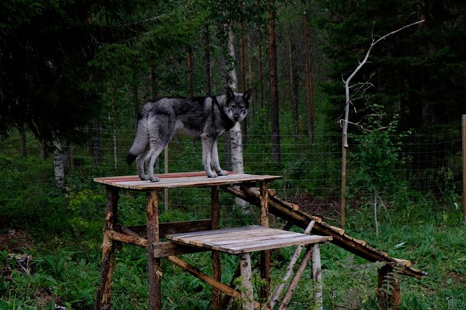 Wolfdog Farm Visit in the Arctic Wilderness (Mar ) - Inclusions and Exclusions