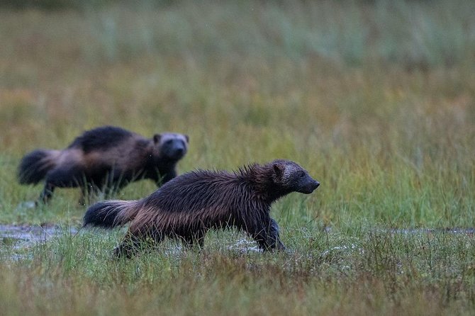 Wolverine Photography in Summer - Top Tips for Capturing Wolverines