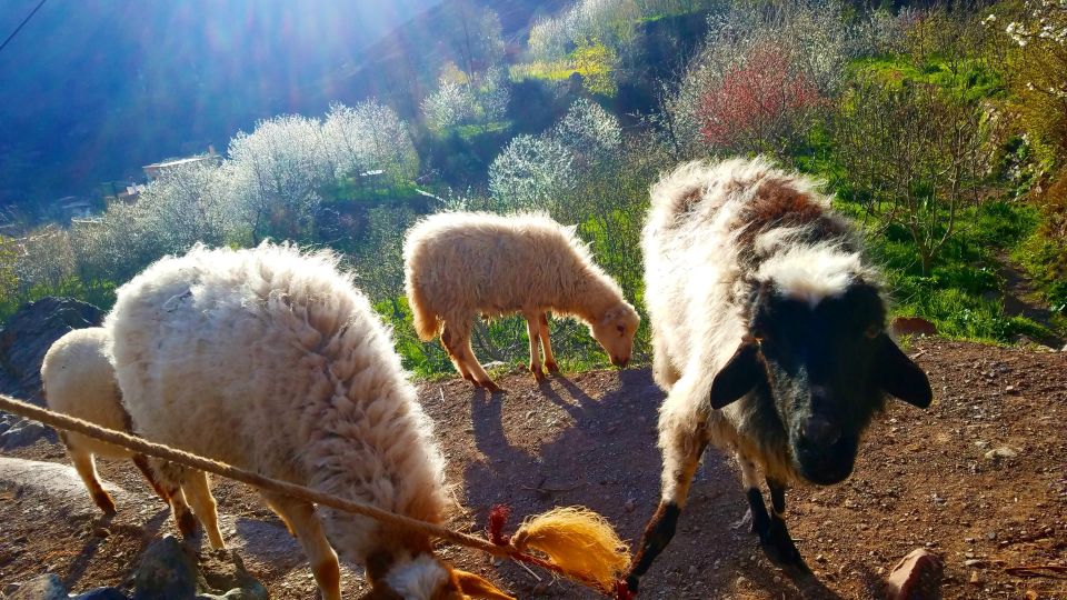 Woolly Wanderings: Grazing With the Atlas Mountain Sheep” - Experience Reservations