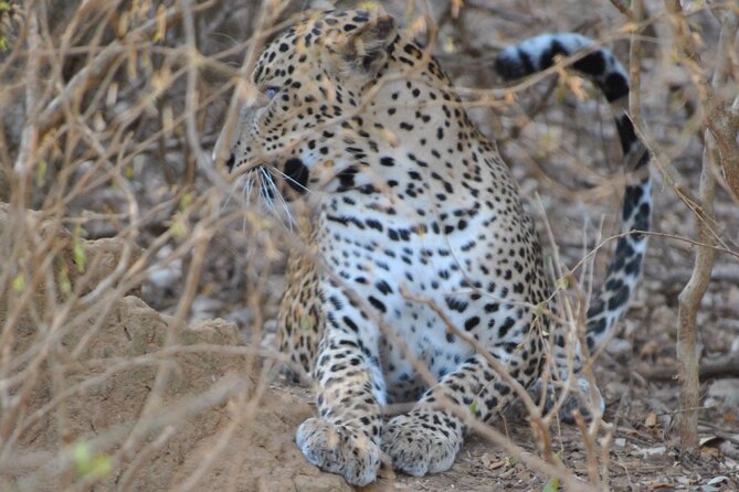 Yala 4h Jeep Safari From Bentota: Guided Wildlife Experience - Inclusions and Experience Details