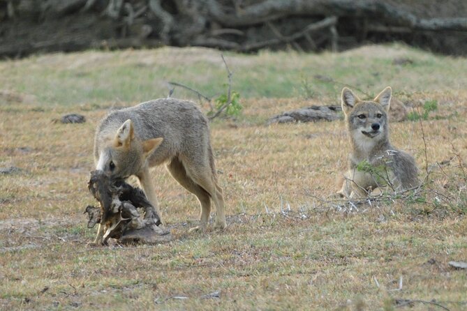 Yala National Park Private Full-Day Safari With Transfers  - Hambantota - Logistics and Transportation