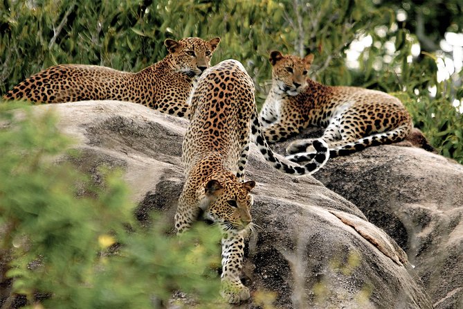 Yala National Park Private Safari - Full-Day Safari Experience Details