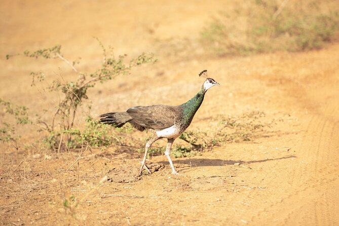 Yala National Park Private Safari Tour - Private Jeep Experience