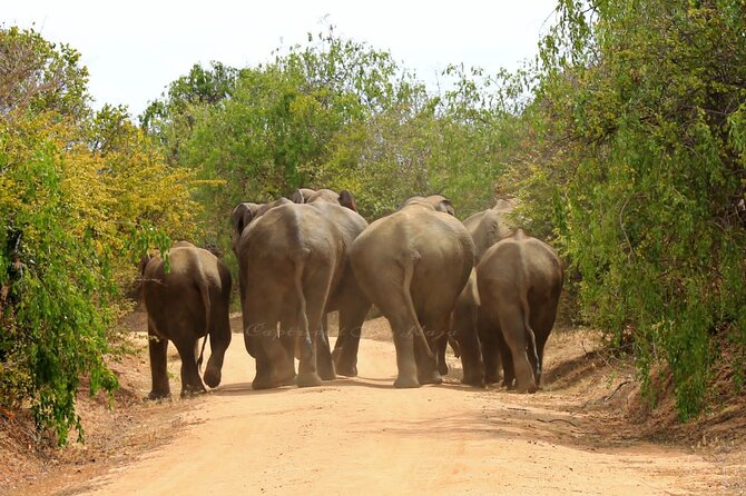 Yala Safari Private Day Tours in Yala National Park - Meeting and Pickup