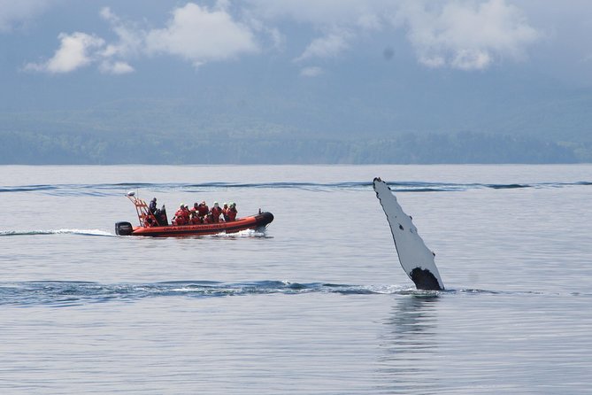 Zodiac Marine Wildlife Excursion From Victoria - Boat Features and Speed