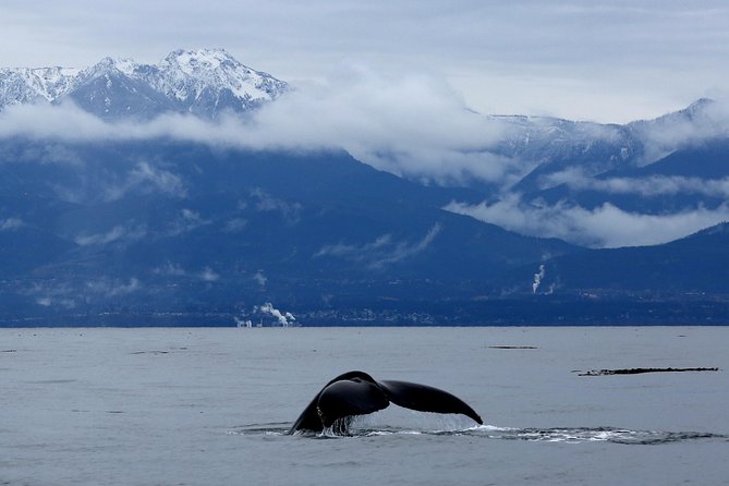 Zodiac Whale Watching Adventure From Victoria - Customer Feedback and Host Responses