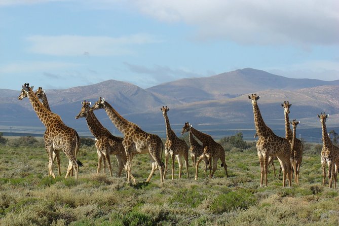 3 Day Garden Route Highlights and Safari With Private Transfers - Tour Itinerary Highlights