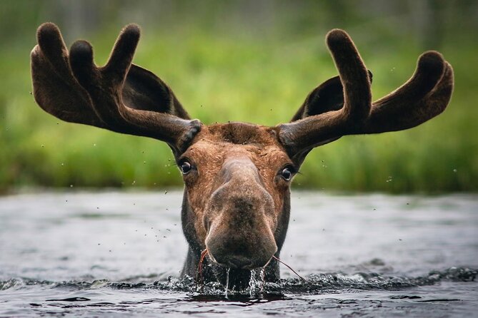3 Day Moose Viewing Safari With Camping - Key Points