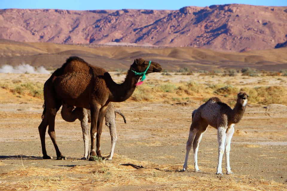 3 Days-Tour From Marrakech to Zagora Desert by 4x4 & Guide - Key Points