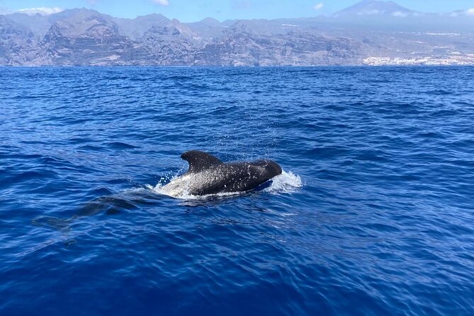 3-Hour Private Tour With Whale and Dolphin Watching - Booking Confirmation and Accessibility