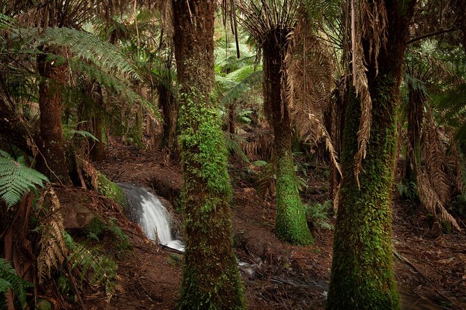 3 Hour Rainforest Walking Tour in Badger Creek - Key Points