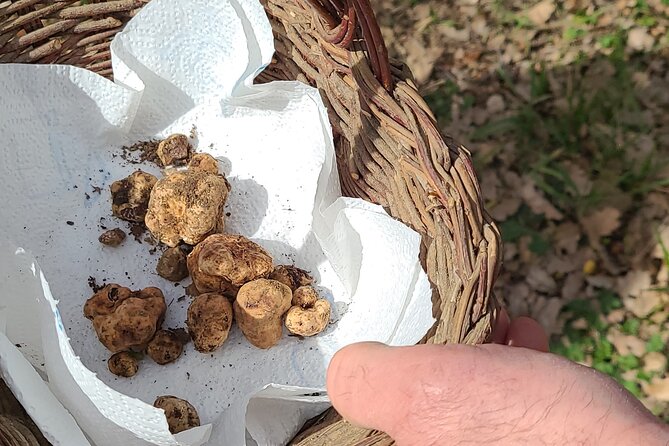 3 Hours Truffle Hunting With Pasta Cooking Class and Lunch - Key Points