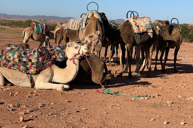 1.5-Hour Small-Group Camel Ride Excursion to Palm Grove From Marrakech - Additional Details