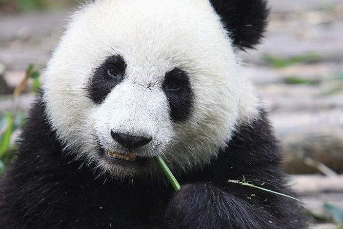 1-Day Chengdu Panda Base and Leshan Giant Buddha GROUP Tour - Transportation and Entrance Fees