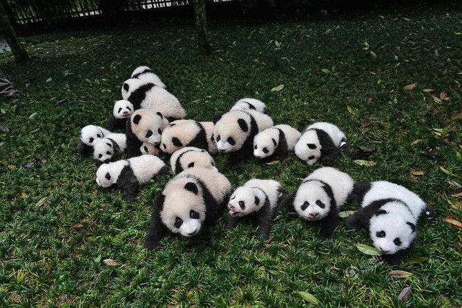 1-Day Dujiangyan Panda Base Volunteer Program Tour From Chengdu - Booking Information