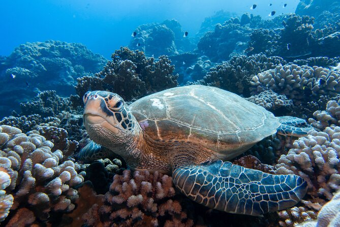 1 DIve in the Afternoon for Certified DIvers in Bora Bora - Dive Considerations