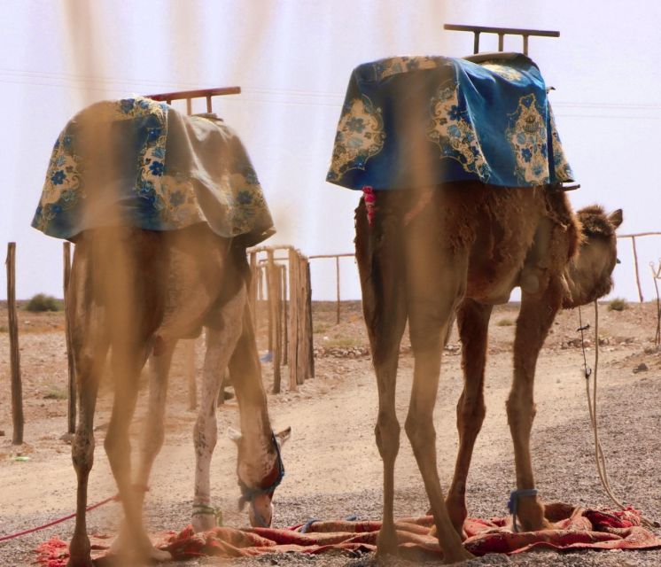 1 Hour Camel Riding in the Palm Grove - Inclusions and Exclusions