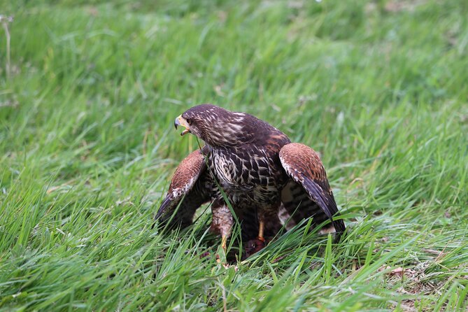 1 Hour Falconry/Hawk Experience in Basel Region - Questions and Support