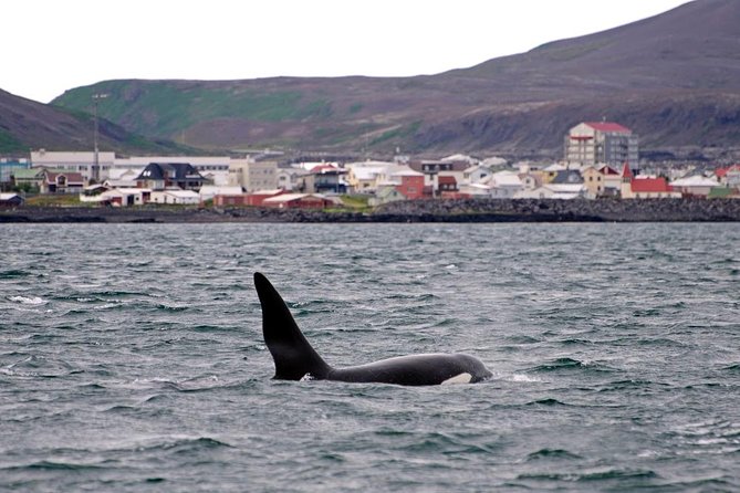 1hr ATV Adventure & Whale Watching Combination Tour From Reykjavik - Cancellation Policy