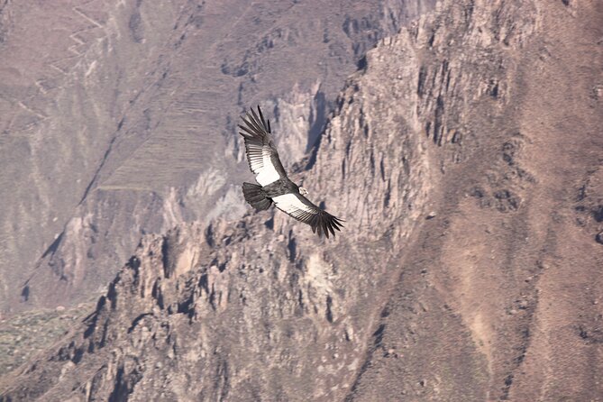 2 Day Colca Canyon, Vicuna Reserve and Condors From Arequipa - Scenic Views and Volcano Sightseeing