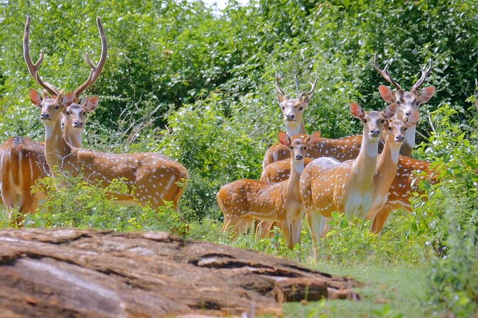 2 Day Private Tour of Yala & Udawalawe (Double Safari Tour) - All Inclusive - Accommodation Arrangements