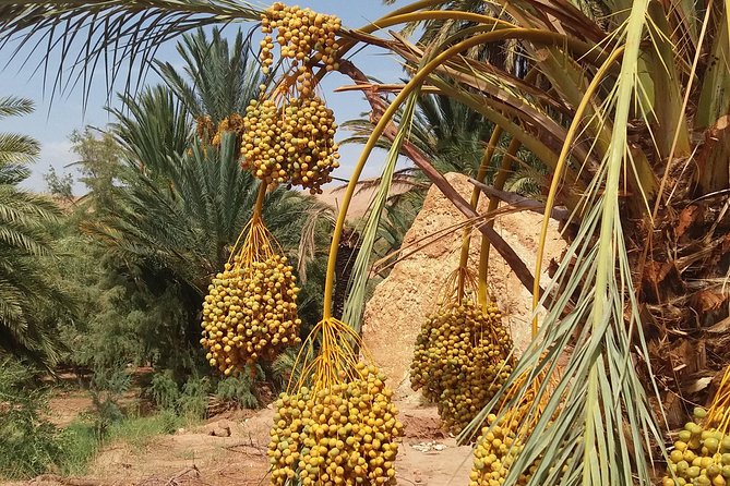 2 Days 1 Night To Zagora Desert From Marrakech - Inclusions and Services