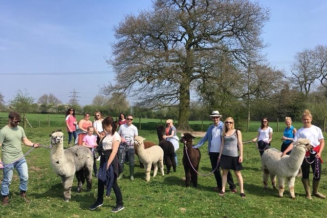2-Hour Alpaca Farm Experience in Kenilworth - Alpaca Feeding and Interaction