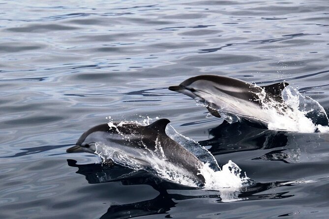 2-Hour Dolphin Watching Experience in Fuerteventura - Cancellation Policy and Refunds