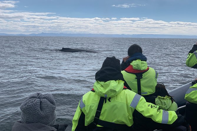 2-Hour RIB Boat Whale Watching Tour From Reykjavik - Cancellation Policy and Safety