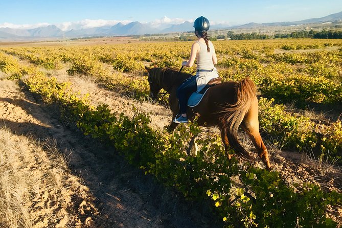 2 Hour Vineyard Trail Ride - Cancellation Policy Details