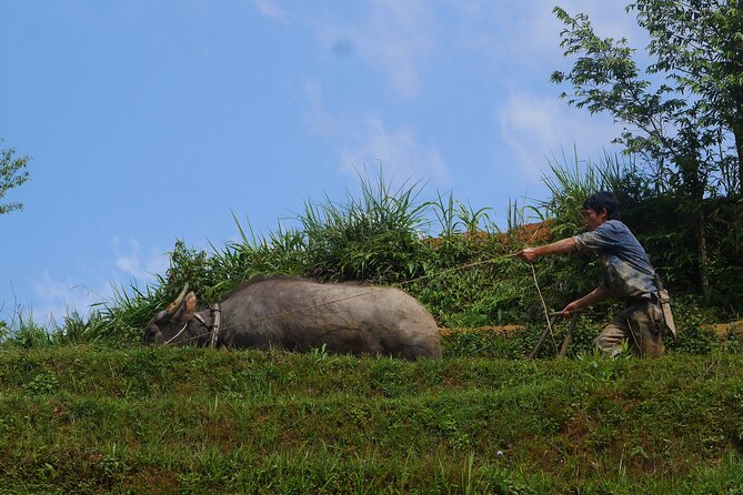 2D1N Buffalo Trek by Hmong Sister House and Trekking - Interact With Local Hmong Communities