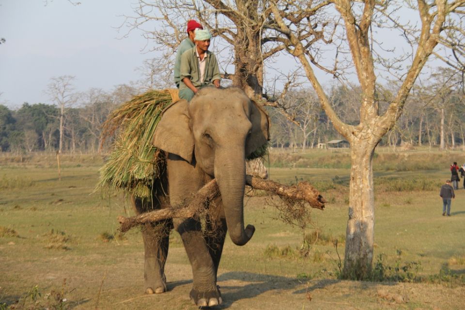 3 Day Nepal Chitwan Jungle Safari Tour From Kathmandu - Inclusions