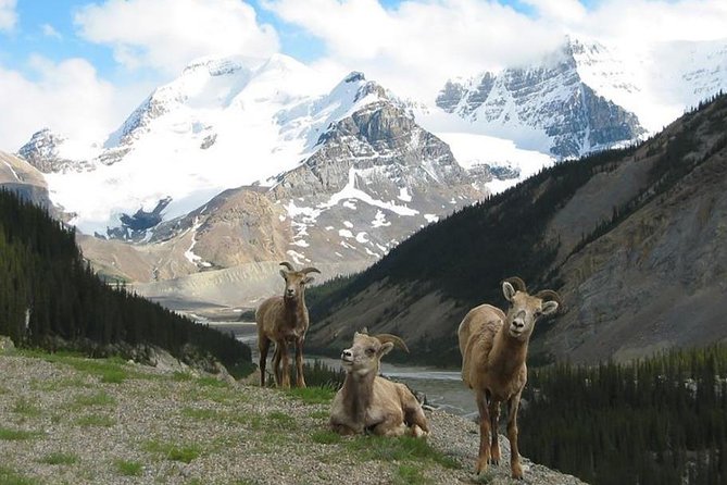 3 Day Rocky Mountains Columbia Icefields Banff and Yoho NP Tour - Common questions