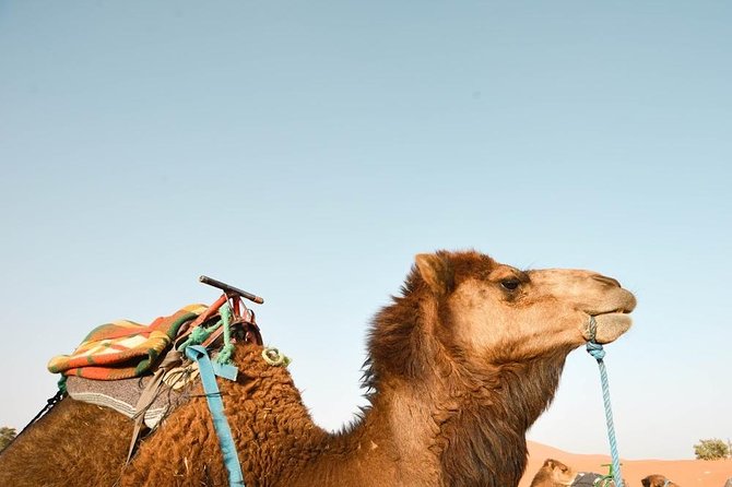 3 Days Desert Tour From Fes to Marrakech via Merzouga - Common questions