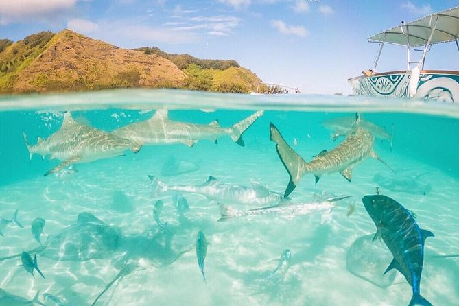 3-hour Lagoon Snorkeling Tour - Private Tour - Operator Information