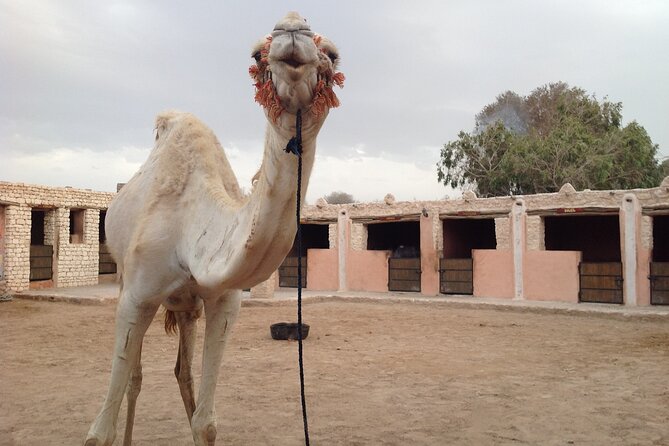 3 Hours Camel Ride in Essaouira With Dinner and Overnight in Berber Camp - Common questions