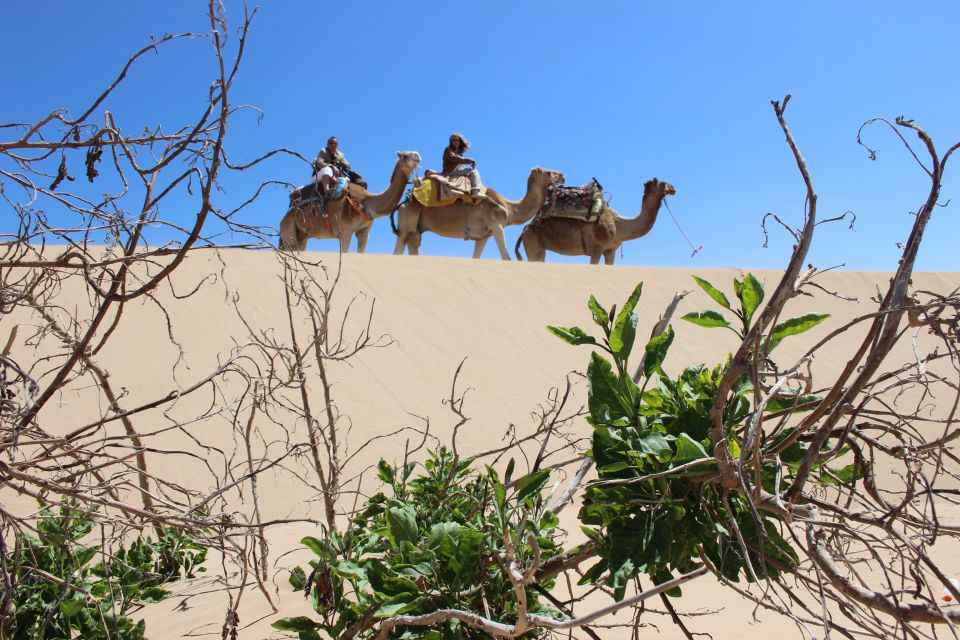 3-Hours Dromedary Ride Essaouira, Morocco - Safety Measures