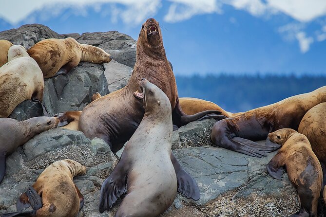 4 Hour Afternoon Whale Watching Tour - Additional Information