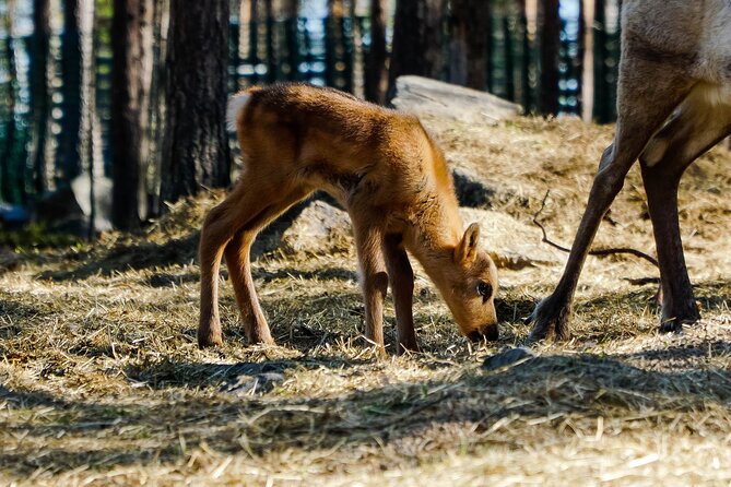 4-hour ATV, Huskies and Reindeer Farm Visit in Rovaniemi, Finland - Important Booking and Tour Information