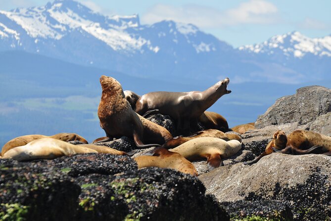 4 Hour Covered Boat Whale and Wildlife Tour - Additional Information