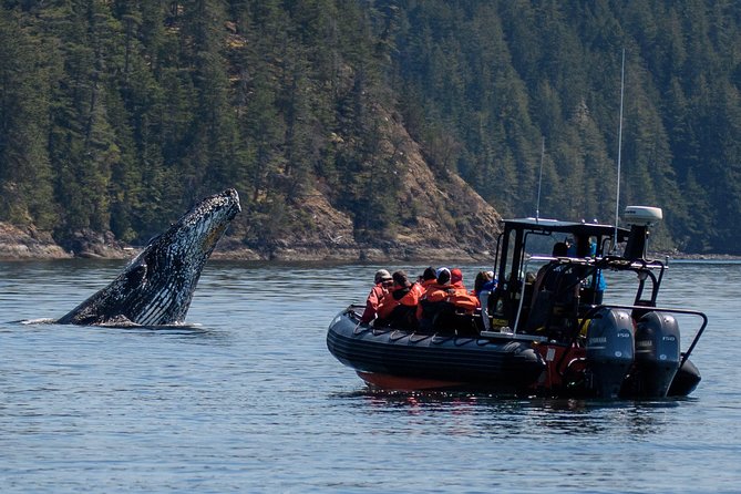 4 Hour Morning Whale Watching Tour - Key Points